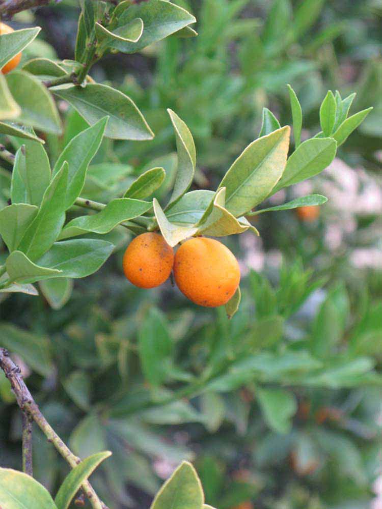              Sun leaves (Riverside, CA)       